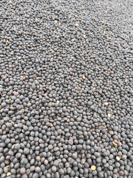 Vetch Seed
