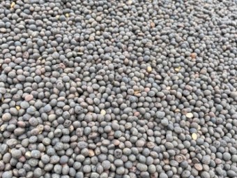 Vetch Seed