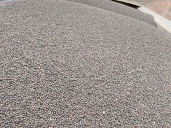 Vetch Seed