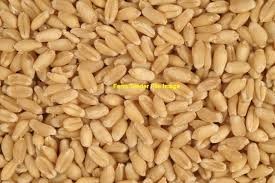 Certified Organic Wheat