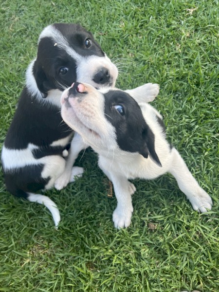 7 border collie x wolfhound pups for sale