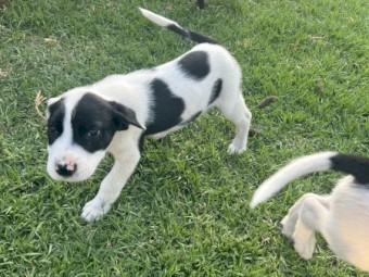 7 border collie x wolfhound pups for sale