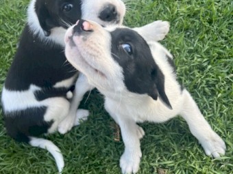 7 border collie x wolfhound pups for sale