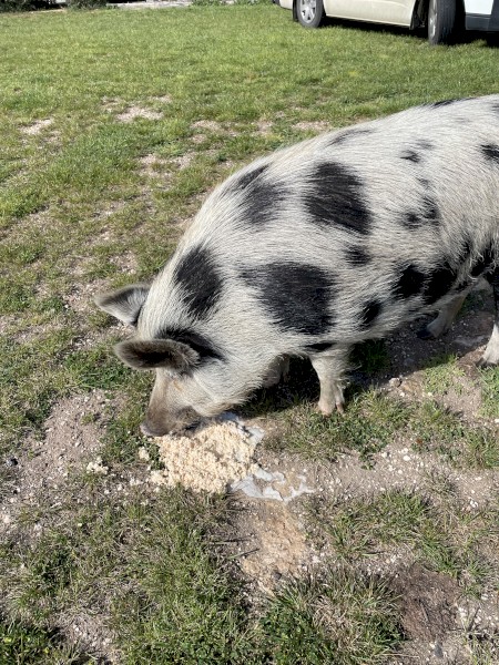 Female Pig