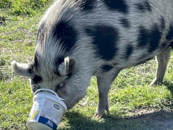 Female Pig