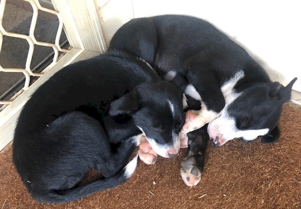 Border Collie Pups (12 weeks old)