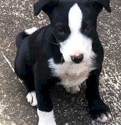Border Collie Pups (12 weeks old)