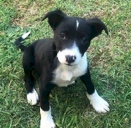 Border Collie Pups (12 weeks old)