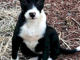 Border Collie Pups (12 weeks old)