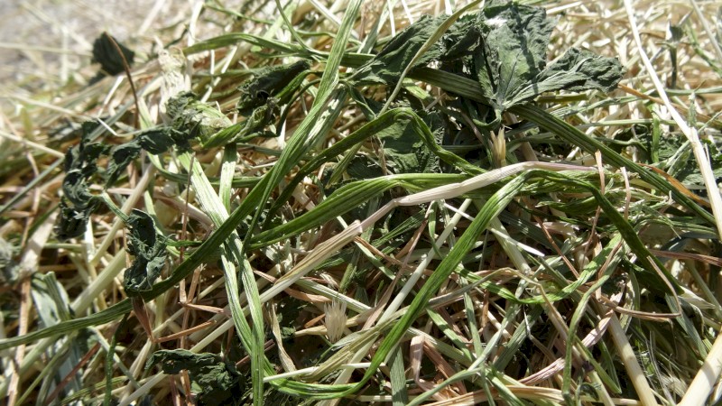 5x4 Shaftal clover/ rye grass rolls