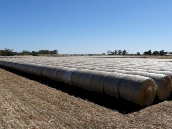 5x4 Shaftal clover/ rye grass rolls