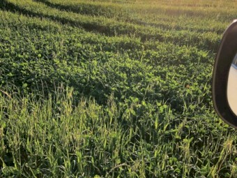 5x4 Shaftal clover/ rye grass rolls