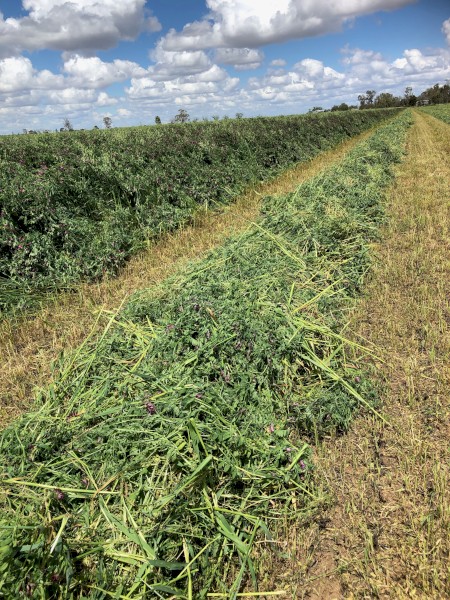 5x4 Vetch, oaten rolls