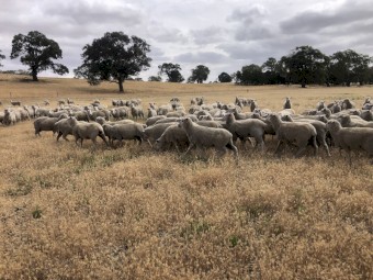 First cross ewes