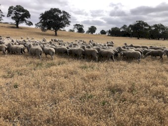 First cross ewes