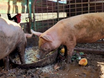 2x 4 month old female pigs 