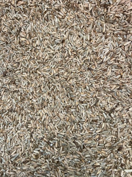 Vampire Cereal Rye