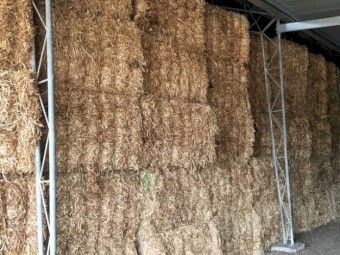 Clover Squares - current season