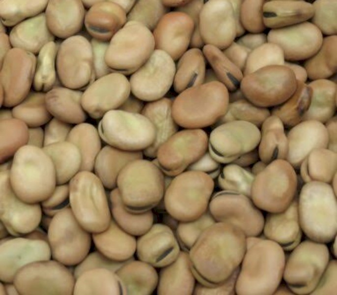 Bendoc Faba Bean Seed 