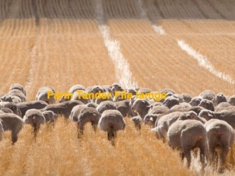 Wanted - Legume Stubble for 390 Plain Bodied Merino Wether Lambs