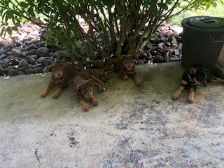 kelpie pups