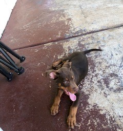kelpie pups