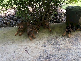 kelpie pups