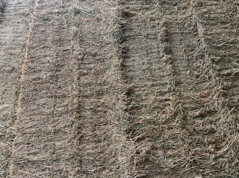Lucerne Hay