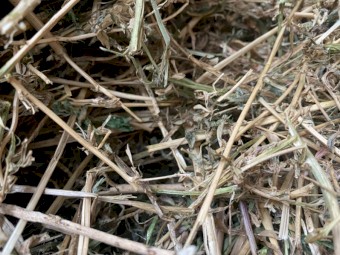 Lucerne Hay