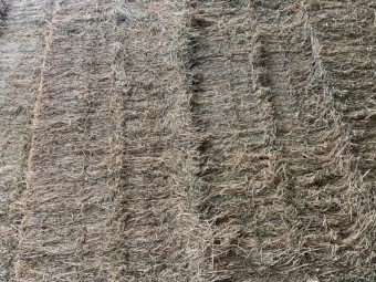 Lucerne Hay