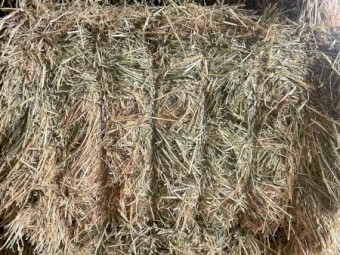 Grade 1 oaten hay