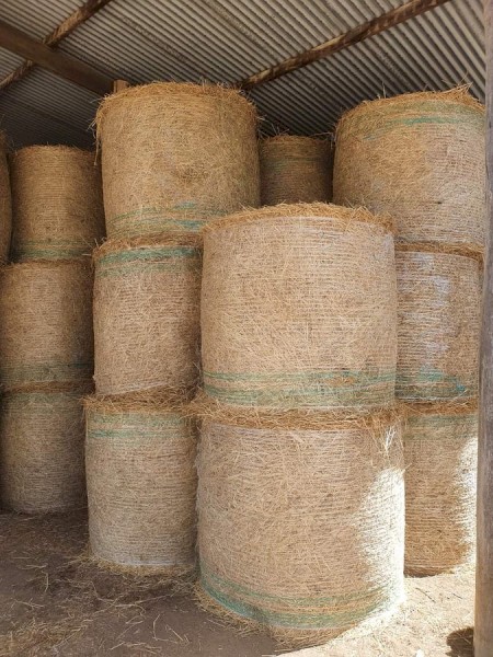 Lucerne Hay - Top Quality