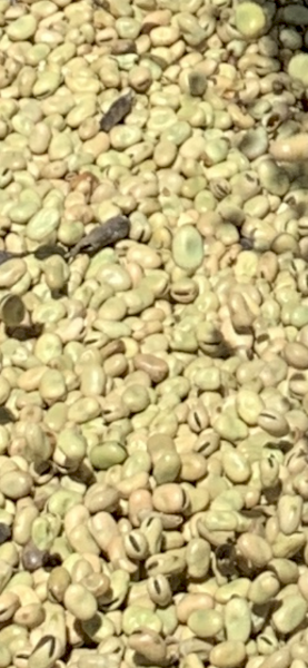 2021 Doza Faba Beans 