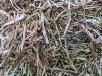 Clover Hay - Small Squares and Rounds