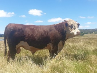 Hereford Bull For Sale