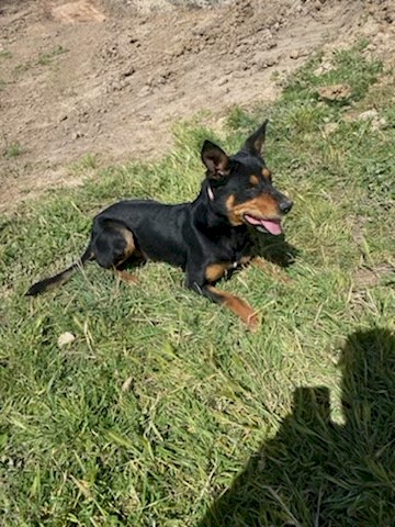 Kelpie working dogs