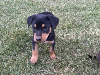 Kelpie working dogs