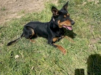Kelpie working dogs