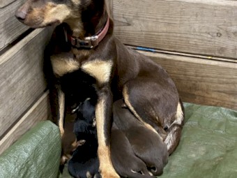 Kelpie working dogs