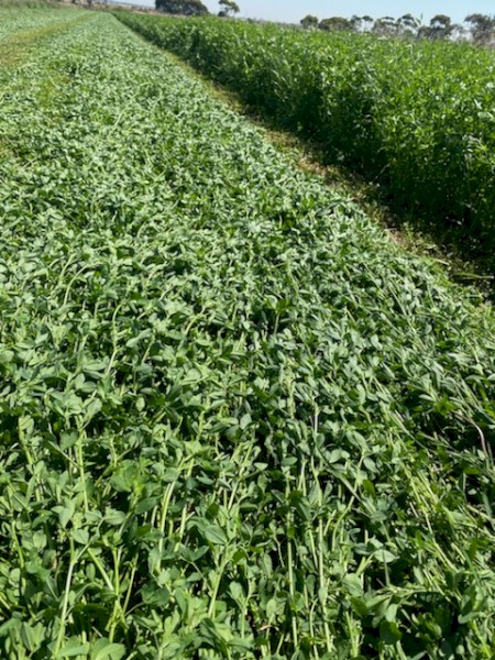 Lucerne Hay 