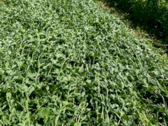 Lucerne Hay 
