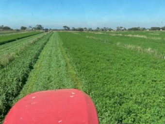 Lucerne Hay 