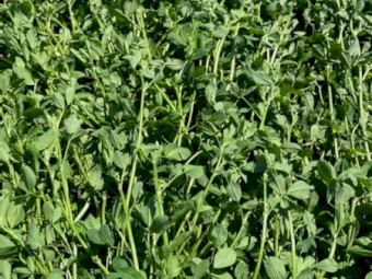 Lucerne Hay 