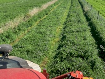 Lucerne Hay 