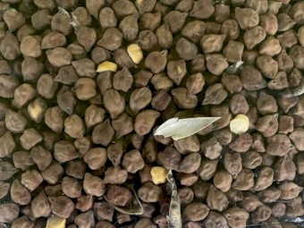 Desi Chick Peas