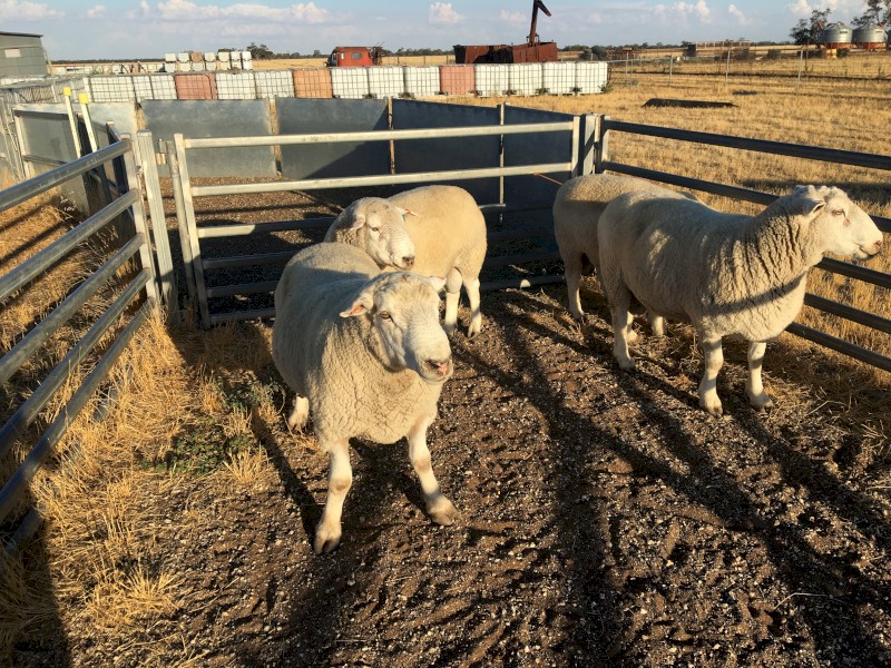 Composite rams