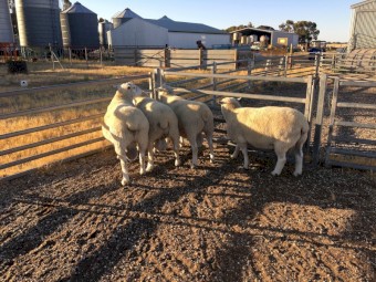 Composite rams