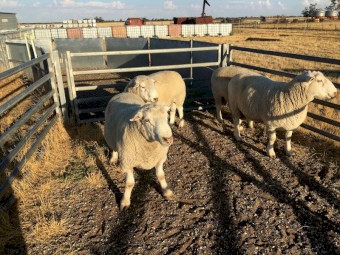 Composite rams