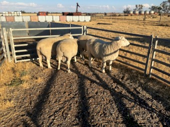 Composite rams