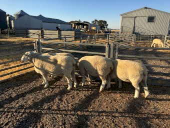 Composite rams